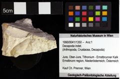 Foto (Objket + Etiketten) von Decapoda indet. 